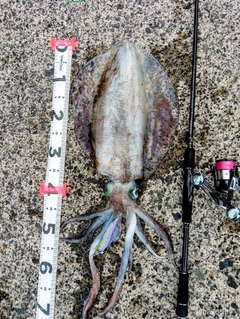 アオリイカの釣果