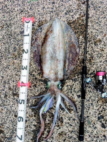 アオリイカの釣果