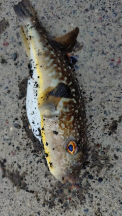 クサフグの釣果