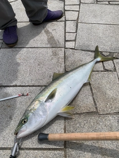 メジロの釣果