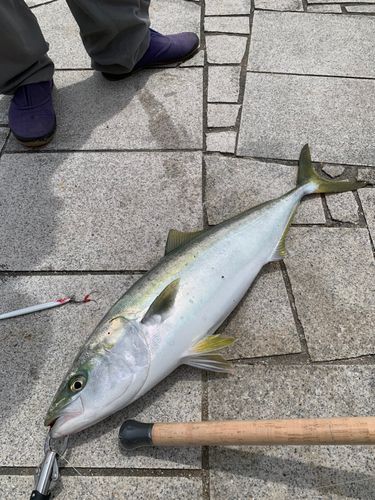 メジロの釣果