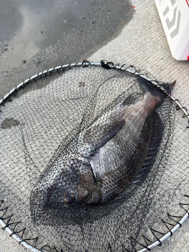 チヌの釣果