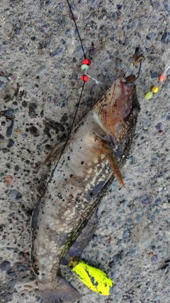 アイナメの釣果