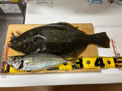 ヒラメの釣果