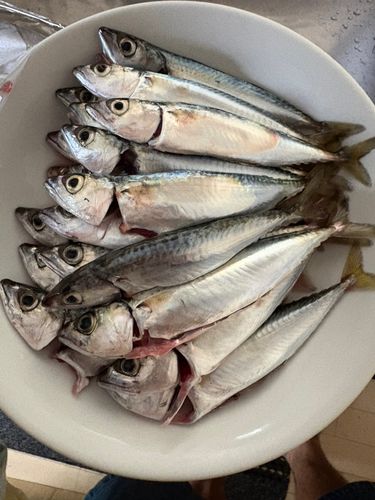 サバの釣果