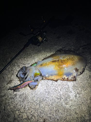 アオリイカの釣果