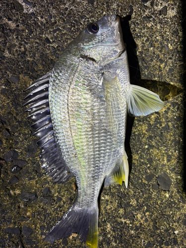 キビレの釣果
