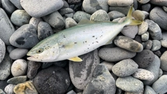 ワカシの釣果