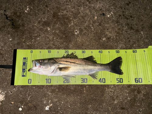 シーバスの釣果