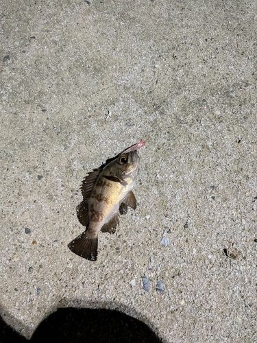 釣果
