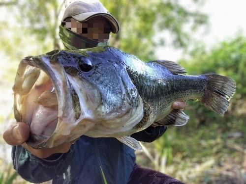 弁慶フィッシングクラブで釣れたブラックバスの釣り・釣果情報