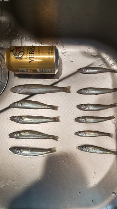 キスの釣果