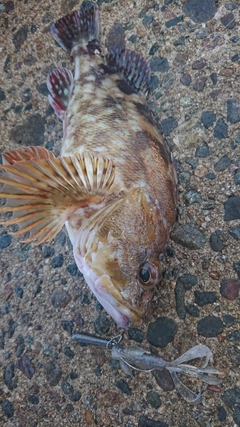 カサゴの釣果