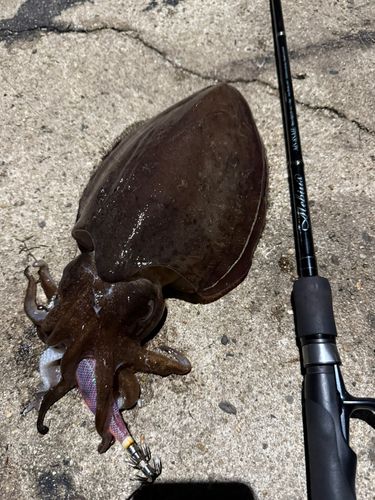 モンゴウイカの釣果