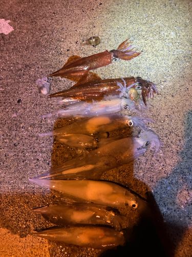 イカの釣果