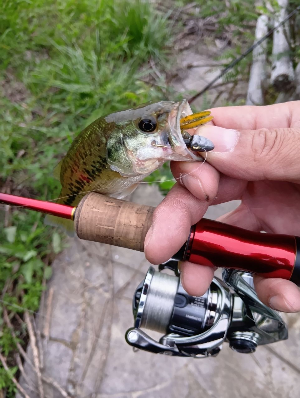 SHIMANO 19ワールドシャウラ テクニカルエディション S62L-2/MDの最