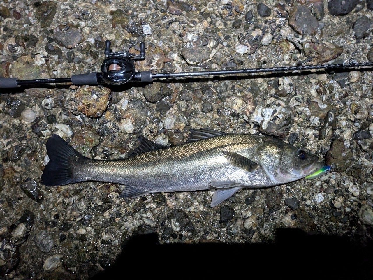 SHIMANO 18ディアルーナ B86Mの最安値・インプレ・釣果 | 本音の口コミ