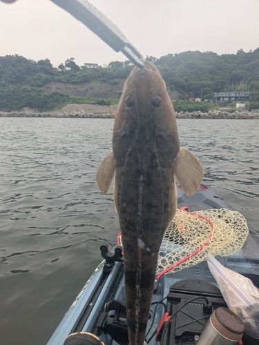 マゴチの釣果