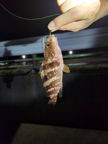 アコウの釣果