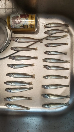 キスの釣果