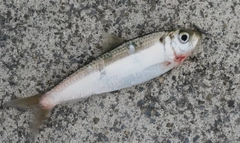 サッパの釣果