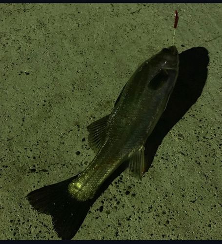 フッコ（マルスズキ）の釣果
