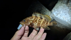 キジハタの釣果