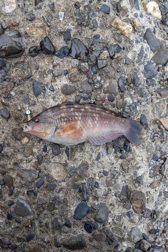 ホシササノハベラの釣果