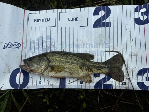 弁慶フィッシングクラブで釣れたブラックバスの釣り・釣果情報