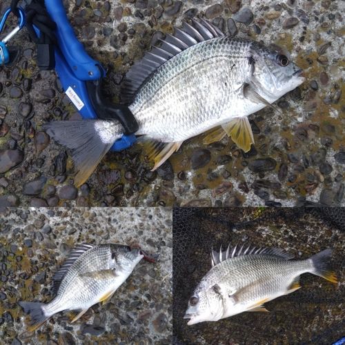 キビレの釣果
