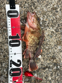 カサゴの釣果