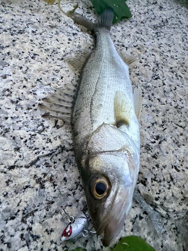 セイゴ（マルスズキ）の釣果