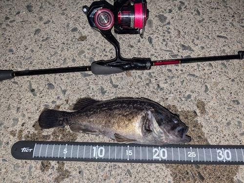 クロソイの釣果