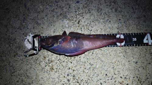 ドンコの釣果