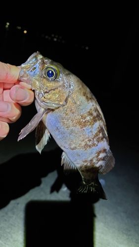 メバルの釣果