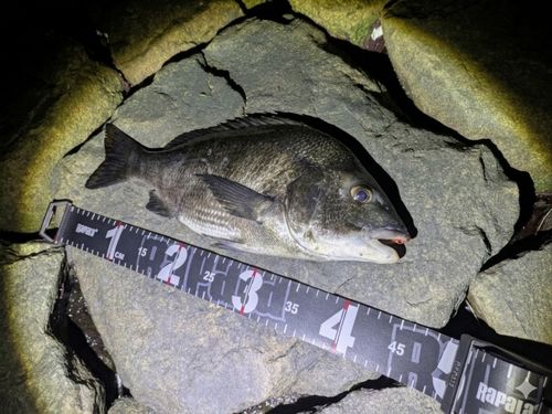 チヌの釣果