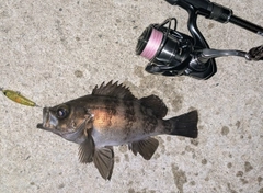 メバルの釣果
