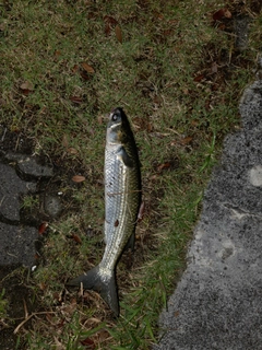 ボラの釣果