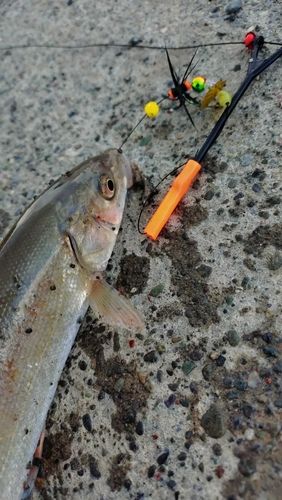 アングラーズ[ANGLERS] - 釣果や口コミで探せる魚釣り情報サイト