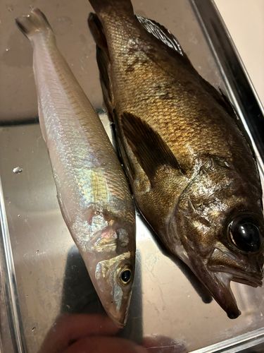 キスの釣果