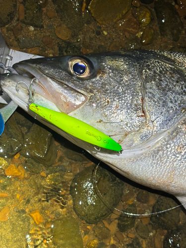 アングラーズ[ANGLERS] - 釣果や口コミで探せる魚釣り情報サイト