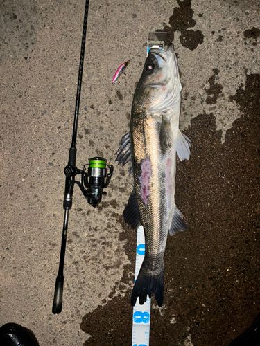 シーバスの釣果