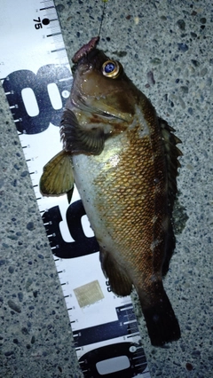 エゾメバルの釣果