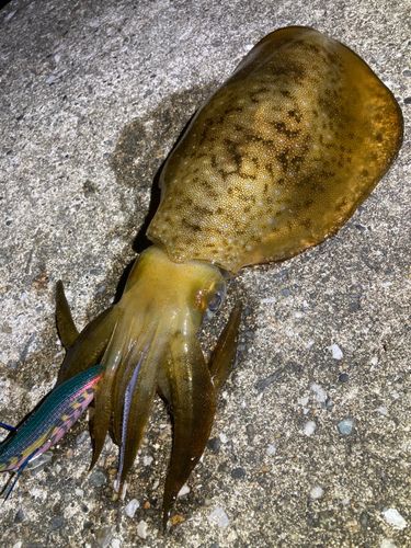 田村漁港で釣れたアオリイカの釣り・釣果情報 - アングラーズ | 釣果