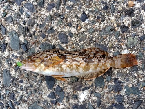 アイナメの釣果