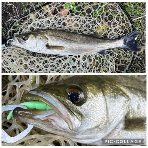 ナマズの釣果