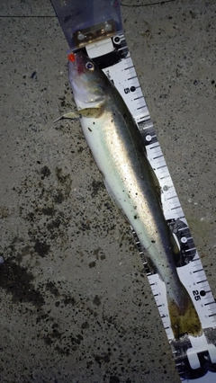 コマイの釣果