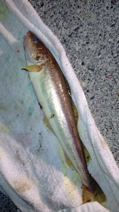 コマイの釣果