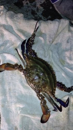 タイワンガザミの釣果
