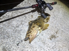 ベッコウゾイの釣果